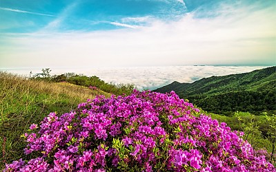 바래봉 철쭉과 운해