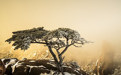 명품소나무