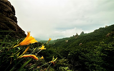 월출산 원추리 꽃