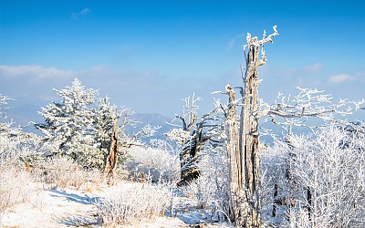 태백산 상고대