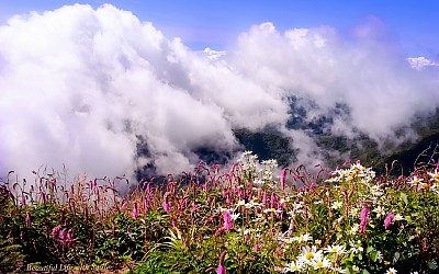 지리산 야생화