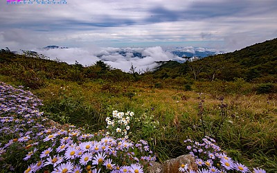 지리산 구절초
