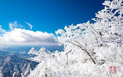 상고대