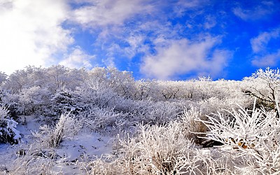 꿩대신  닭으로,,,,