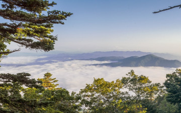 나무 사이로 내려다 본다