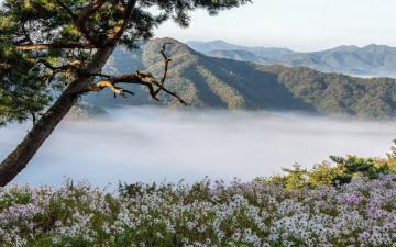 구절초가 있는 풍경