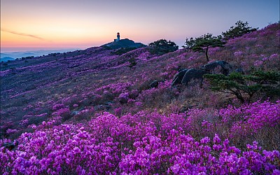 비슬산