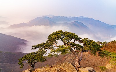 운암산 소나무