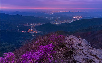 가지산 진달래