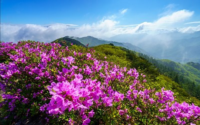 고리봉