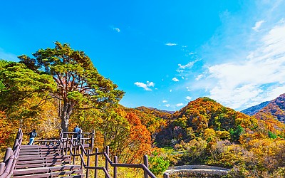 곱게물든 천년송