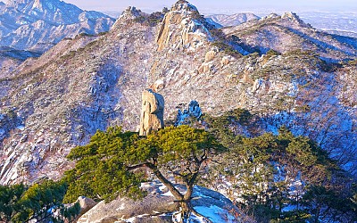 명품 소나무..