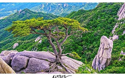 명품 소나무..