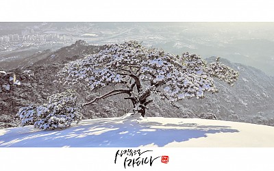 몀품 소나무...