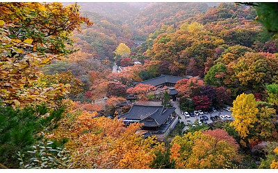 단풍..