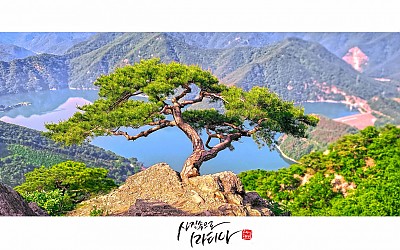 명품  소나무..