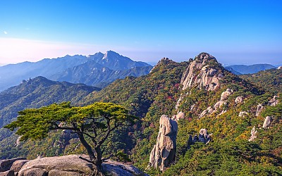 도봉산 소나무