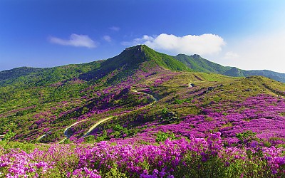 황매산 철쭉