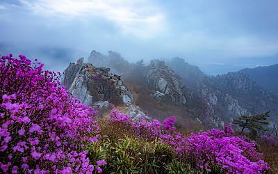 주작산