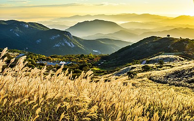 황매산 억새