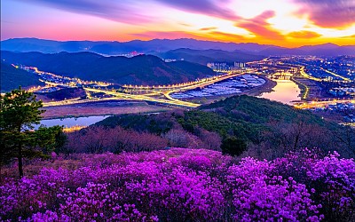 와룡산 진달래