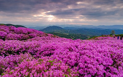 황매산
