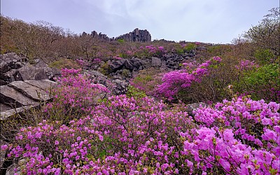 서석대 진달래