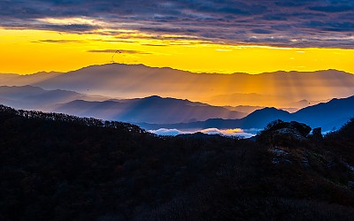 운장산에 이구아나가 살고 있나봐요