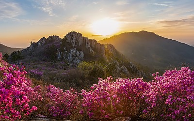 주작산의 봄