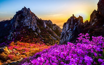 화원의 빛