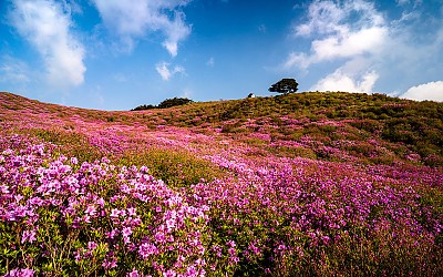 황매산 !