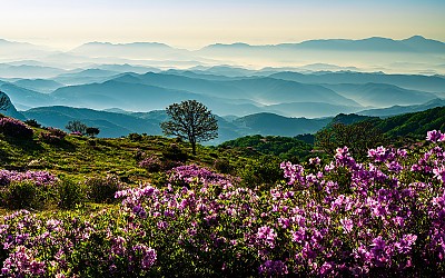황매산 !