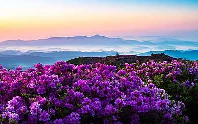 황매산 !