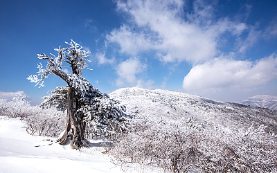설경