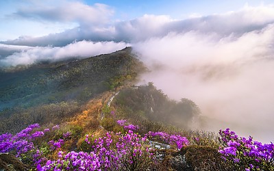 금정산의 봄