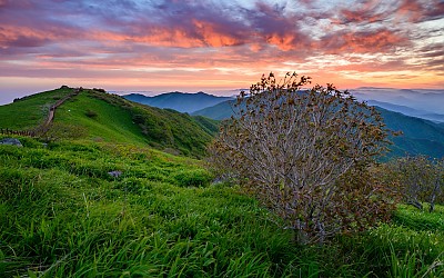 소백산 못다 핀 꽃