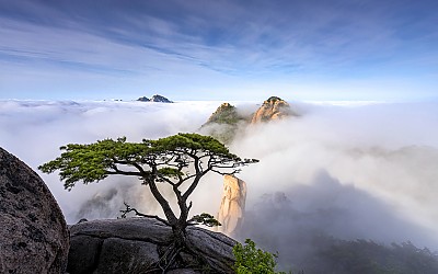 도봉산 소나무