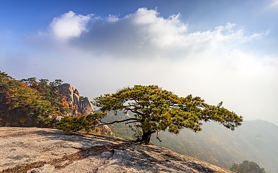 도봉산 소나무