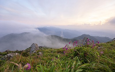 산오이풀이 있는풍경