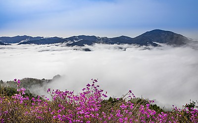 고리봉 진달래