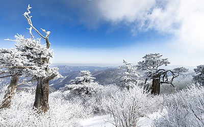설국