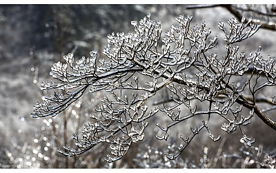빙화