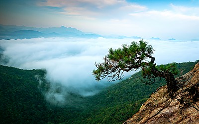 산정의 소나무