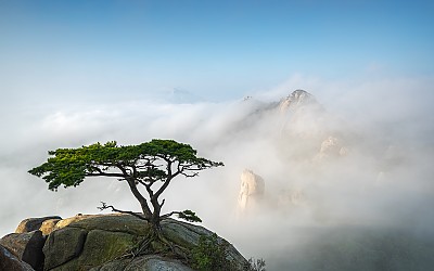 도봉산 소나무