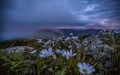 구절초가 멋을 부리던날