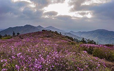 남녁에는 철쭉이
