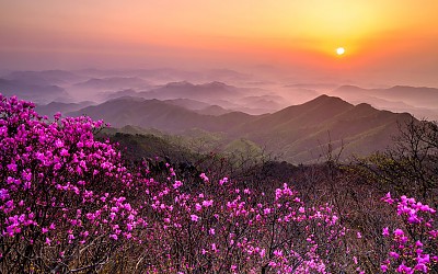 대둔산 진달래