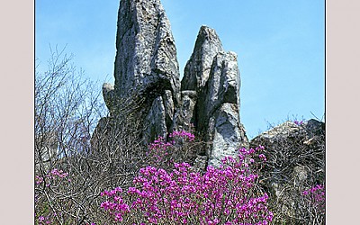 달마산의 봄