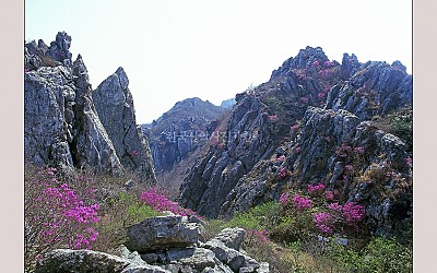 달마산의 봄