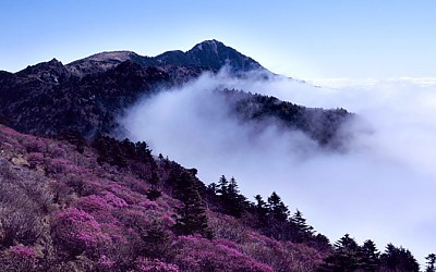 지리산의 봄(2)